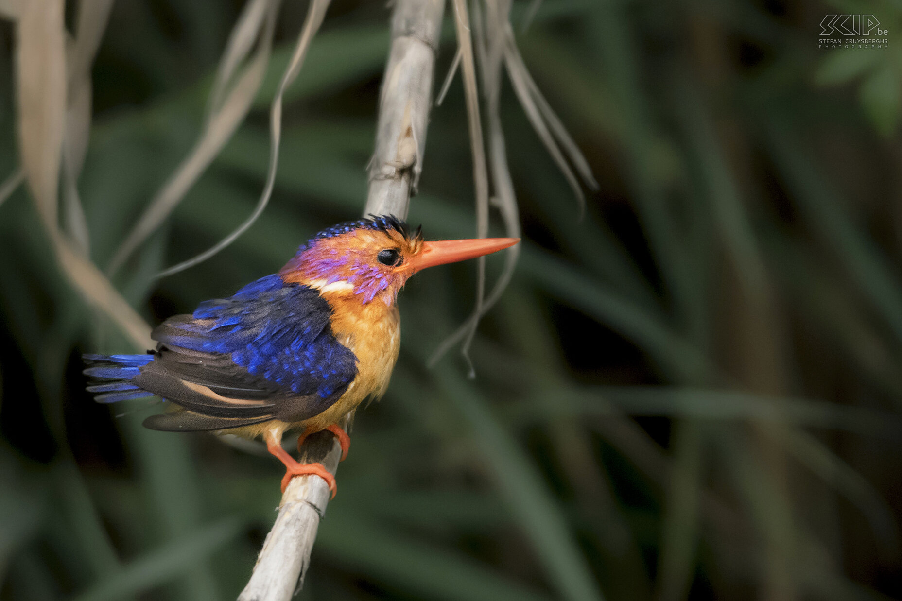 Debre Zeit - Afrikaanse dwergijsvogel De prachtige Afrikaanse dwergijsvogel (African pygmy kingfisher, Ispidina picta) is het kleinste lid (12 cm) van de ijsvogelfamilie in Afrika. In tegenstelling tot andere ijsvogels eet deze vogel geen vis. Het hoofddieet bestaat uit insecten en soms kleine hagedissen en kikkers. Stefan Cruysberghs